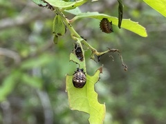 Plagiodera thymaloides