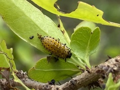 Plagiodera thymaloides
