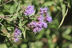 Chromolaena pulchella
