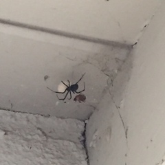 Latrodectus hesperus