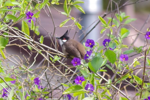 Bulbul orfeo (Pycnonotus jocosus)