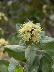Baccharis vaccinioides