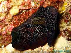 Calloplesiops altivelis