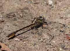 Phanogomphus minutus
