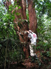 Albizia pedicellaris