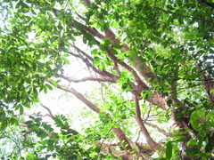 Albizia pedicellaris