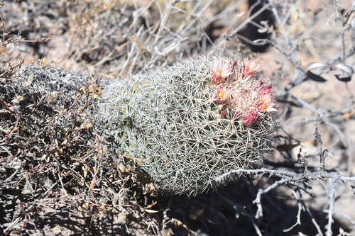 Coryphantha potosiana