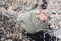 Coryphantha potosiana