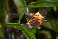 Mechanitis messenoides