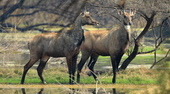 Boselaphus tragocamelus