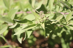 Chromolaena pulchella