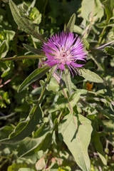 Centaurea pullata