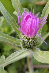 Centaurea pullata