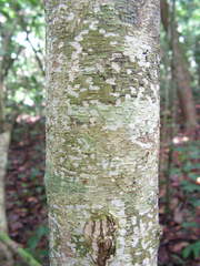 Inga