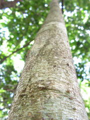 Inga