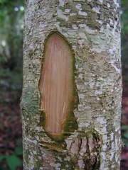Inga
