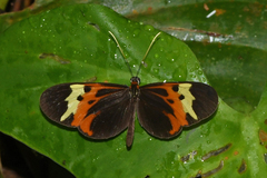 Mechanitis messenoides