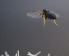 Hylaeus euxanthus