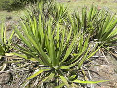 Agave albomarginata