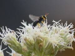 Hylaeus euxanthus