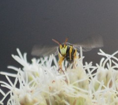 Hylaeus euxanthus