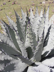 Agave applanata
