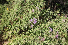 Chromolaena pulchella