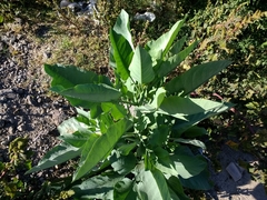Nicotiana glauca