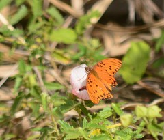 Dione vanillae