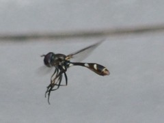 Dioprosopa clavata
