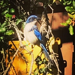 Aphelocoma insularis