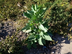 Nicotiana glauca