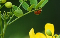 Harmonia axyridis