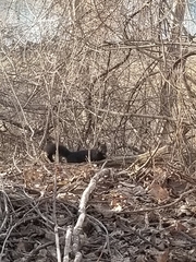 Sciurus carolinensis