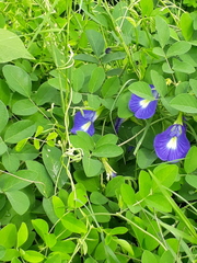 Clitoria ternatea