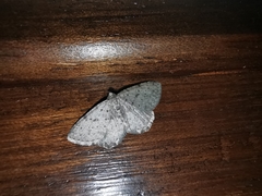Rhoptria dolosaria