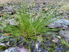 Poa sieberiana