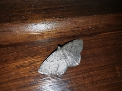 Rhoptria dolosaria