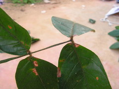 Inga