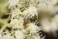 Brachycera