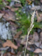 Poa sieberiana