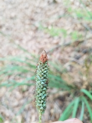 Carex verrucosa image