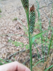 Carex verrucosa image