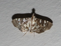 Chabula acamasalis