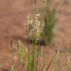 Paraneurachne muelleri