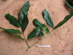Inga