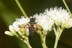 Coelioxys