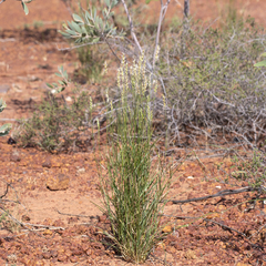 Paraneurachne muelleri