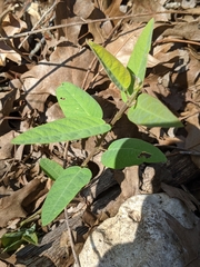 Desmodium psilophyllum