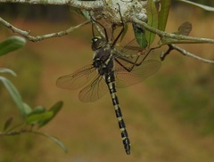 Didymops floridensis